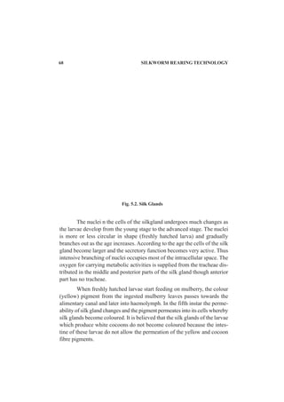 68 SILKWORM REARING TECHNOLOGY
The nuclei n the cells of the silkgland undergoes much changes as
the larvae develop from the young stage to the advanced stage. The nuclei
is more or less circular in shape (freshly hatched larva) and gradually
branches out as the age increases. According to the age the cells of the silk
gland become larger and the secretory function becomes very active. Thus
intensive branching of nuclei occupies most of the intracellular space. The
oxygen for carrying metabolic activities is supplied from the tracheae dis-
tributed in the middle and posterior parts of the silk gland though anterior
part has no tracheae.
When freshly hatched larvae start feeding on mulberry, the colour
(yellow) pigment from the ingested mulberry leaves passes towards the
alimentary canal and later into haemolymph. In the fifth instar the perme-
ability of silk gland changes and the pigment permeates into its cells whereby
silk glands become coloured. It is believed that the silk glands of the larvae
which produce white cocoons do not become coloured because the intes-
tine of these larvae do not allow the permeation of the yellow and cocoon
fibre pigments.
Fig. 5.2. Silk Glands
 
