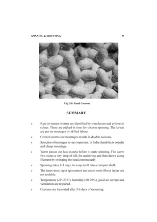 SUMMARY
Fig. 5.8. Good Cocoons
v Ripe or mature worms are identified by translucent and yellowish
colour. These are picked in time for cocoon spinning. The larvae
are put on moutages by skilled labour.
v Crowed worms on mountages results in double cocoons.
v Selection of moutages is very important. In India chandrika is popular
and cheap mountage.
v Worm passes out last excreta before it starts spinning. The worm
first oozes a tiny drop of silk for anchoring and then draws along
filament by swinging the head continuously.
v Spinning takes 2-3 days, to wrap itself into a compact shell.
v The inner most layer (gossamer) and outer most (floss) layers are
not reelable.
v Temperature (220
-230
C), humidity (60-70%), good air current and
ventilation are required.
v Cocoons are harvested after 5-6 days of mounting.
SPINNING & MOUNTING 79
 