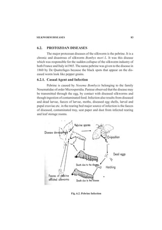 SILKWORM DISEASES 83
Fig. 6.2. Pebrine Infection
6.2. PROTOZOAN DISEASES
The major protozoan diseases of the silkworm is the pebrine. It is a
chronic and disastrous of silkworm Bombyx mori L. It was this disease
which was responsible for the sudden collapse of the silkworm industry of
both France and Italy in1965. The name pebrine was given to the disease in
1860 by De Quatrefages because the black spots that appear on the dis-
eased worm look like pepper grains.
6.2.1. Casual Agent and Infection
Pebrine is caused by Nosema Bombycis belonging to the family
Nosematidae of order Microsporidia. Pasteur observed that the disease may
be transmitted through the egg, by contact with diseased silkworms and
though ingestion of contaminated food. Infection also results from diseased
and dead larvae, faeces of larvae, moths, diseased egg shells, larval and
pupal exuviae etc. in the rearing bed major source of infection is the faeces
of diseased, contaminated tray, seat paper and dust from infected rearing
and leaf storage rooms.
 
