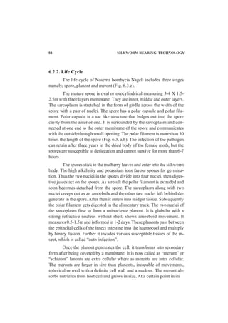 84 SILKWORM REARING TECHNOLOGY
6.2.2. Life Cycle
The life cycle of Nosema bombycis Nageli includes three stages
namely, spore, planont and meront (Fig. 6.3.c).
The mature spore is oval or ovocylindrical measuring 3-4 X 1.5-
2.5m with three layers membrane. They are inner, middle and outer layers.
The sarcoplasm is stretched in the form of girdle across the width of the
spore with a pair of nuclei. The spore has a polar capsule and polar fila-
ment. Polar capsule is a sac like structure that bulges out into the spore
cavity from the anterior end. It is surrounded by the sarcoplasm and con-
nected at one end to the outer membrane of the spore and communicates
with the outside through small opening. The polar filament is more than 30
times the length of the spore (Fig. 6.3. a,b). The infection of the pathogen
can retain after three years in the dried body of the female moth, but the
spores are susceptible to desiccation and cannot survive for more than 6-7
hours.
The spores stick to the mulberry leaves and enter into the silkworm
body. The high alkalinity and potassium ions favour spores for germina-
tion. Thus the two nuclei in the spores divide into four nuclei, then diges-
tive juices act on the spores. As a result the polar filament is extruded and
soon becomes detached from the spore. The sarcoplasm along with two
nuclei creeps out as an amoebula and the other two nuclei left behind de-
generate in the spore. After then it enters into midgut tissue. Subsequently
the polar filament gets digested in the alimentary track. The two nuclei of
the sarcoplasm fuse to form a uninucleate planont. It is globular with a
strong refractive nucleus without shell, shows amoeboid movement. It
measures 0.5-1.5m and is formed in 1-2 days. These planonts pass between
the epithelial cells of the insect intestine into the haemocoel and multiply
by binary fission. Further it invades various susceptible tissues of the in-
sect, which is called “auto-infection”.
Once the planont penetrates the cell, it transforms into secondary
form after being covered by a membrane. It is now called as “meront” or
“schizont” lanonts are extra cellular where as meronts are intra cellular.
The meronts are larger in size than planonts, incapable of movements,
spherical or oval with a definite cell wall and a nucleus. The meront ab-
sorbs nutrients from host cell and grows in size. At a certain point in its
 