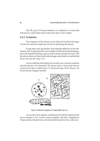 86 SILKWORM REARING TECHNOLOGY
The life cycle of Nosema bombycis is completed in a week after
infection in a cold climate and in about four days in hot weather.
6.2.3. Symptoms
The symptoms of this disease can be observed in all the life stages
of silkworm and from important criteria for identifying the disease.
In egg stage, poor egg number, lack adequate adherence to the sub-
stratum, lack of egg uniformly, more number of unfertilized and dead eggs,
poor and irregular hatching, eggs are laid in lumps instead of closely side
by side are observed. Some times infected eggs cannot hatch out and hatched
larvae may also die. (Fig. 6.4.)
Larvae suffering from pebrine do not show any external symptoms
until the disease is for advanced. The disease takes a more acute form in
young larvae than in adult larvae. In advanced stage of the disease, the
larvae become sluggish and dull.
Larvae show poor appetite, retarded growth and development lead-
ing to unequal in size. Larvae moult irregularly and show sluggishness.
Transovarially infected larvae die before third moult but those which are
Fig. 6.4. Pebrine Symptoms (A-Eggs; B&C-larvae)
 