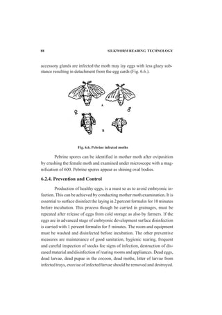 88 SILKWORM REARING TECHNOLOGY
accessory glands are infected the moth may lay eggs with less gluey sub-
stance resulting in detachment from the egg cards (Fig. 6.6.).
Pebrine spores can be identified in mother moth after oviposition
by crushing the female moth and examined under microscope with a mag-
nification of 600. Pebrine spores appear as shining oval bodies.
6.2.4. Prevention and Control
Production of healthy eggs, is a must so as to avoid embryonic in-
fection. This can be achieved by conducting mother moth examination. It is
essential to surface disinfect the laying in 2 percent formalin for 10 minutes
before incubation. This process though be carried in grainages, must be
repeated after release of eggs from cold storage as also by farmers. If the
eggs are in advanced stage of embryonic development surface disinfection
is carried with 1 percent formalin for 5 minutes. The room and equipment
must be washed and disinfected before incubation. The other preventive
measures are maintenance of good sanitation, hygienic rearing, frequent
and careful inspection of stocks foe signs of infection, destruction of dis-
eased material and disinfection of rearing rooms and appliances. Dead eggs,
dead larvae, dead pupae in the cocoon, dead moths, litter of larvae from
infected trays, exuviae of infected larvae should be removed and destroyed.
Fig. 6.6. Pebrine infected moths
 