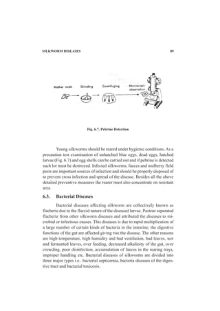 SILKWORM DISEASES 89
Young silkworms should be reared under hygienic conditions. As a
precaution test examination of unhatched blue eggs, dead eggs, hatched
larvae (Fig. 6.7) and egg shells can be carried out and if pebrine is detected
such lot must be destroyed. Infected silkworms, faeces and mulberry field
pests are important sources of infection and should be properly disposed of
to prevent cross infection and spread of the disease. Besides all the above
detailed preventive measures the rearer must also concentrate on resistant
area.
6.3. Bacterial Diseases
Bacterial diseases affecting silkworm are collectively known as
flacherie due to the flaccid nature of the diseased larvae. Pasteur separated
flacherie from other silkworm diseases and attributed the diseases to mi-
crobial or infectious causes. This diseases is due to rapid multiplication of
a large number of certain kinds of bacteria in the intestine, the digestive
functions of the gut are affected giving rise the disease. The other reasons
are high temperature, high humidity and bad ventilation, bad leaves, wet
and fermented leaves, over feeding, decreased alkalinity of the gut, over
crowding, poor disinfection, accumulation of faeces in the rearing trays,
improper handling etc. Bacterial diseases of silkworms are divided into
three major types i.e.. bacterial septicemia, bacteria diseases of the diges-
tive tract and bacterial toxicosis.
Fig. 6.7. Pebrine Detection
 