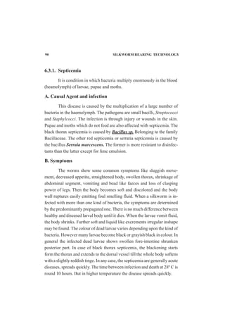 90 SILKWORM REARING TECHNOLOGY
6.3.1. Septicemia
It is condition in which bacteria multiply enormously in the blood
(heamolymph) of larvae, pupae and moths.
A. Causal Agent and infection
This disease is caused by the multiplication of a large number of
bacteria in the haemolymph. The pathogens are small bacilli, Streptococci
and Staphylcocci. The infection is through injury or wounds in the skin.
Pupae and moths which do not feed are also affected with septicemia. The
black thorax septicemia is caused by Bacillus sp. Belonging to the family
Bacillaceae. The other red septicemia or serratia septicemia is caused by
the bacillus Serraia marcescens. The former is more resistant to disinfec-
tants than the latter except for lime emulsion.
B. Symptoms
The worms show some common symptoms like sluggish move-
ment, decreased appetite, straightened body, swollen thorax, shrinkage of
abdominal segment, vomiting and bead like faeces and loss of clasping
power of legs. Then the body becomes soft and discolored and the body
wall ruptures easily emitting foul smelling fluid. When a silkworm is in-
fected with more than one kind of bacteria, the symptoms are determined
by the predominantly propagated one. There is no much difference between
healthy and diseased larval body until it dies. When the larvae vomit fluid,
the body shrinks. Further soft and liquid like excrements irregular inshape
may be found. The colour of dead larvae varies depending upon the kind of
bacteria. However many larvae become black or grayish black in colour. In
general the infected dead larvae shows swollen fore-intestine shrunken
posterior part. In case of black thorax septicemia, the blackening starts
form the thorax and extends to the dorsal vessel till the whole body softens
with a slightly reddish tinge. In any case, the septicemia are generally acute
diseases, spreads quickly. The time between infection and death at 280
C is
round 10 hours. But in higher temperature the disease spreads quickly.
 