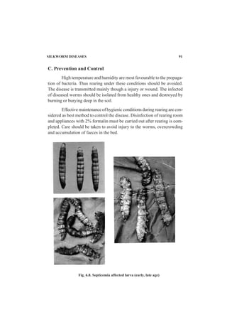 SILKWORM DISEASES 91
C. Prevention and Control
High temperature and humidity are most favourable to the propaga-
tion of bacteria. Thus rearing under these conditions should be avoided.
The disease is transmitted mainly though a injury or wound. The infected
of diseased worms should be isolated from healthy ones and destroyed by
burning or burying deep in the soil.
Effective maintenance of hygienic conditions during rearing are con-
sidered as best method to control the disease. Disinfection of rearing room
and appliances with 2% formalin must be carried out after rearing is com-
pleted. Care should be taken to avoid injury to the worms, overcrowding
and accumulation of faeces in the bed.
Fig. 6.8. Septicemia affected larva (early, late age)
 