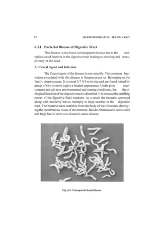 92 SILKWORM REARING TECHNOLOGY
6.3.1. Bacterial Disease of Digestive Tract
This disease is also know as transparent disease due to the mul-
tiplication of bacteria in the digestive tract leading to swelling and trans-
parency of the dead.
A. Causal Agent and Infection
The Causal agent of the disease is non-specific. The common bac-
terium associated with this disease is Streptococcus sp. Belonging to the
family streptococeae. It is round 0.7-0.9 m in size and are found joined by
group of two or more togive a beaded appearance. Under poor nour-
ishment and adverse environmental and rearing conditions, the physi-
ological function of the digestive tract is disturbed. It is because the sterilizig
power of the digestive fluid weakens. As a result the bacteria devoured
along with mulberry leaves, multiply in large number in the digestive
tract. The bacteria takes nutrition from the body of the silkworm, destroy-
ing the membranous tissue of the intestine. Besides Stretococcus some short
and large bacilli were also found to cause disease.
Fig. 6.9. Transparent head disease
 