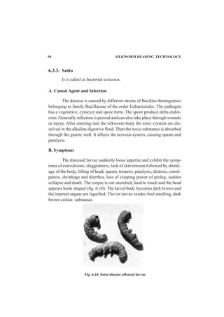 94 SILKWORM REARING TECHNOLOGY
6.3.3. Sotto
It is called as bacterial toxicosis.
A. Causal Agent and Infection
The disease is caused by different strains of Bacillus thuringiensis
belonging to family Bacillaceae of the order Eubacteriales. The pathogen
has a vegetative, cytocyst and spore form. The spore produce delta endot-
oxin. Generally infection is preoral and can also take place through wounds
or injury. After entering into the silkworm body the toxic crystals are dis-
solved in the alkaline digestive fluid. Then the toxic substance is absorbed
through the gastric wall. It affects the nervous system, causing spasm and
paralysis.
B. Symptoms
The diseased larvae suddenly loose appetite and exhibit the symp-
toms of convulsions, sluggishness, lack of skin tension followed by shrink-
age of the body, lifting of head, spasm, tremors, paralysis, distress, consti-
pation, shrinkage and diarrhea, loss of clasping power of proleg, sudden
collapse and death. The corpse is out stretched, hard to touch and the head
appears hook shaped (fig. 6.10). The larval body becomes dark brown and
the internal organs are liquefied. The rot larvae exudes foul smelling, dark
brown colour, substance.
Fig. 6.10. Sotto disease affected larvae
 