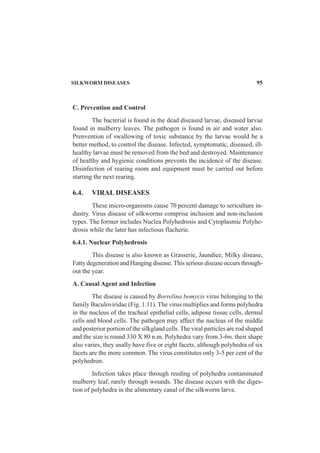 SILKWORM DISEASES 95
C. Prevention and Control
The bacterial is found in the dead diseased larvae, diseased larvae
found in mulberry leaves. The pathogen is found in air and water also.
Prenvention of swallowing of toxic substance by the larvae would be a
better method, to control the disease. Infected, symptomatic, diseased, ill-
healthy larvae must be removed from the bed and destroyed. Maintenance
of healthy and hygienic conditions prevents the incidence of the disease.
Disinfection of rearing room and equipment must be carried out before
starting the next rearing.
6.4. VIRAL DISEASES
These micro-organisms cause 70 percent damage to sericulture in-
dustry. Virus disease of silkworms comprise inclusion and non-inclusion
types. The former includes Nuclea Polyhedrosis and Cytoplasmic Polyhe-
drosis while the later has infectious flacherie.
6.4.1. Nuclear Polyhedrosis
This disease is also known as Grasserie, Jaundice, Milky disease,
Fatty degeneration and Hanging disease.This serious disease occurs through-
out the year.
A. Causal Agent and Infection
The disease is caused by Borrelina bomycis virus belonging to the
family Baculoviridae (Fig. 1.11). The virus multiplies and forms polyhedra
in the nucleus of the tracheal epithelial cells, adipose tissue cells, dermal
cells and blood cells. The pathogen may affect the nucleus of the middle
and posterior portion of the silkgland cells. The viral particles are rod shaped
and the size is round 330 X 80 n.m. Polyhedra vary from 3-6m. their shape
also varies, they usally have five or eight facets, although polyhedra of six
facets are the more common. The virus constitutes only 3-5 per cent of the
polyhedron.
Infection takes place through reeding of polyhedra contaminated
mulberry leaf, rarely through wounds. The disease occurs with the diges-
tion of polyhedra in the alimentary canal of the silkworm larva.
 