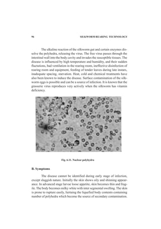 96 SILKWORM REARING TECHNOLOGY
The alkaline reaction of the silkworm gut and certain enzymes dis-
solve the polyhedra, releasing the virus. The free virus passes through the
intestinal wall into the body cavity and invades the susceptible tissues. The
disease is influenced by high temperature and humidity, and their sudden
fluctutions, bad ventilation in the rearing room, ineffective disinfection of
rearing room and equipment, feeding of tender leaves during late instars,
inadequate spacing, starvation. Heat, cold and chemical treatments have
also been known to induce the disease. Surface contamination of the silk-
worm eggs is possible and can be a source of infection. It is known that the
grasserie virus reproduces very actively when the silkworm has vitamin
deficiency.
B. Symptoms
The disease cannot be identified during early stage of infection,
except sluggish nature. Initially the skin shows oily and shinning appear-
ance. In advanced stage larvae loose appetite, skin becomes thin and frag-
ile. The body becomes milky white with inter segmental swelling. The skin
is prone to rupture easily, liertaing the liquefied body contents containing
number of polyhedra which become the source of secondary contamination.
Fig. 6.11. Nuclear polyhydra
 