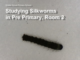 Wattle Grove Primary School
Wattle Grove Primary School

Studying Silkworms
Studying Silkworms
in Pre Primary, Room 2
in Pre Primary, Room 2

 
