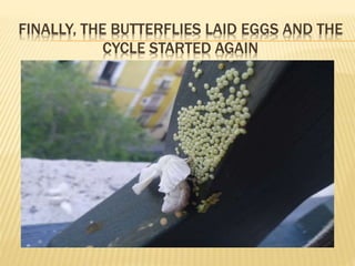 FINALLY, THE BUTTERFLIES LAID EGGS AND THE
CYCLE STARTED AGAIN
 