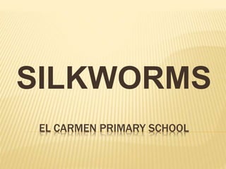 EL CARMEN PRIMARY SCHOOL
SILKWORMS
 