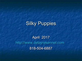 Silky PuppiesSilky Puppies
April 2017April 2017
http://www.delayrekennel.comhttp://www.delayrekennel.com
818-504-6887818-504-6887
 