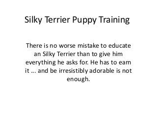 Silky Terrier Puppy Training

There is no worse mistake to educate
     an Silky Terrier than to give him
everything he asks for. He has to earn
it ... and be irresistibly adorable is not
                  enough.
 