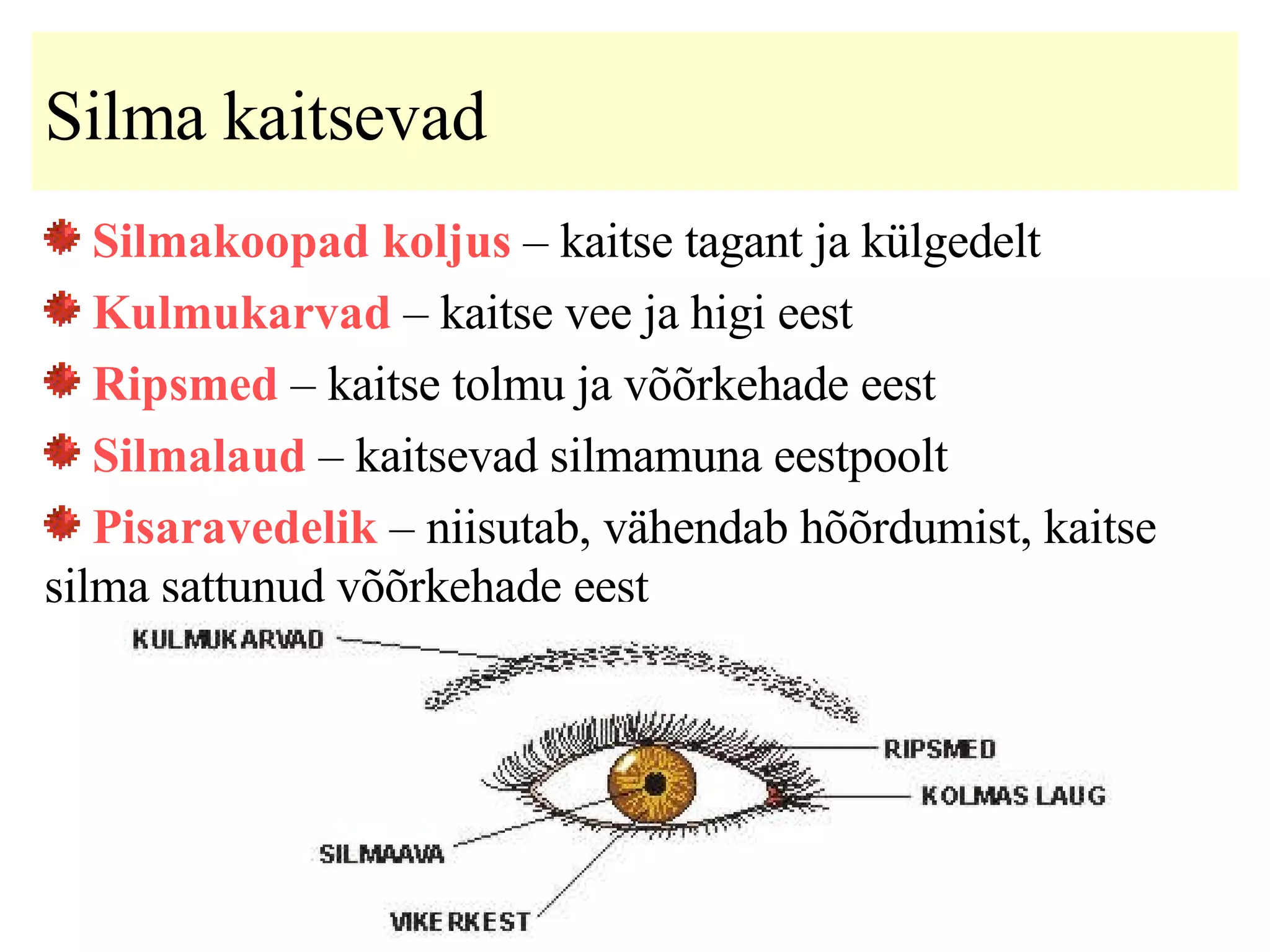 Silma kaitsevad Silmakoopad koljus  – kaitse tagant ja külgedelt  Kulmukarvad  – kaitse vee ja higi eest Ripsmed  – kaitse tolmu ja võõrkehade eest Silmalaud  – kaitsevad silmamuna eestpoolt Pisaravedelik  – niisutab, vähendab hõõrdumist, kaitse silma sattunud võõrkehade eest 