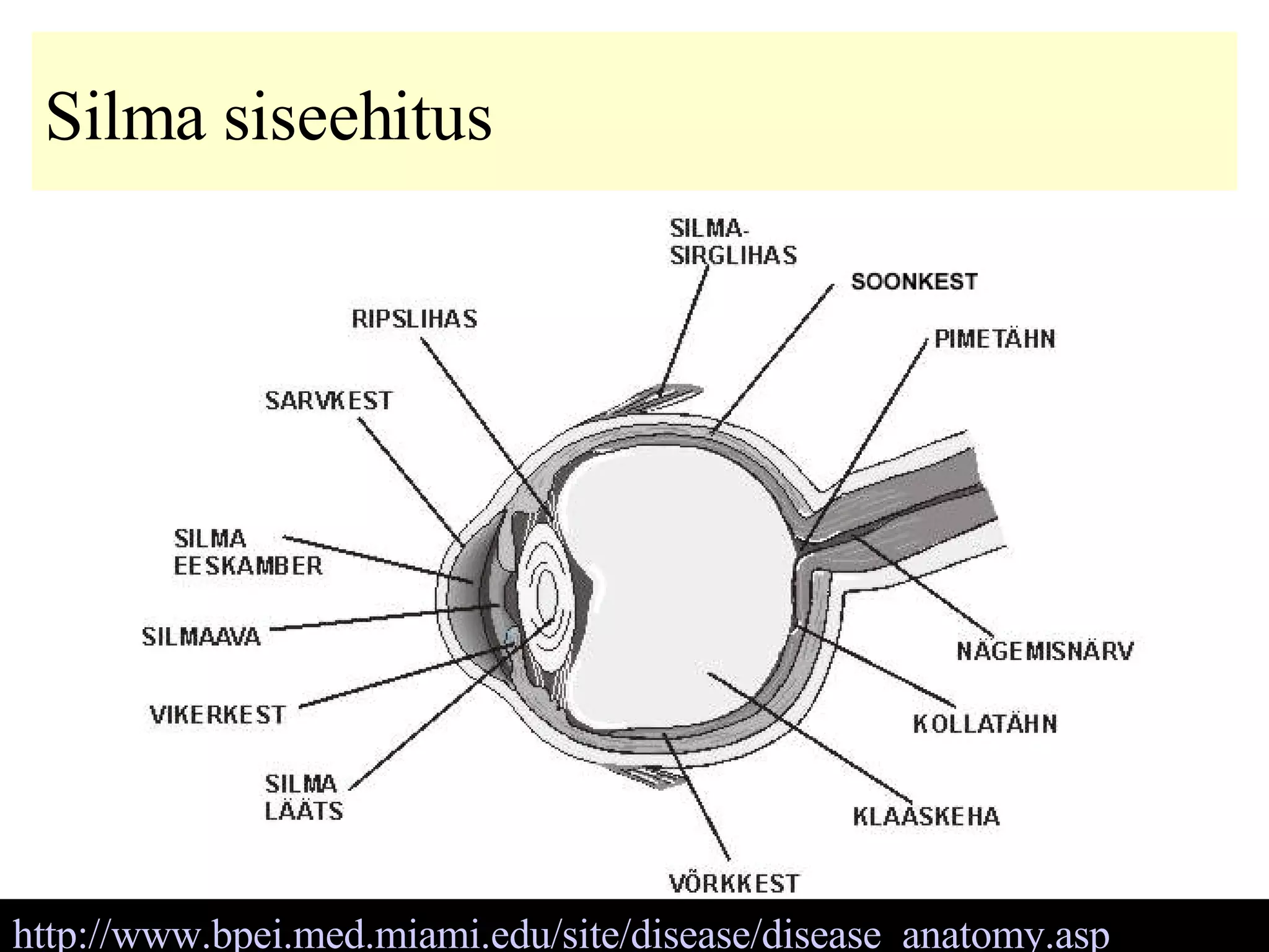 Silma siseehitus http://www.bpei.med.miami.edu/site/disease/disease_anatomy.asp   