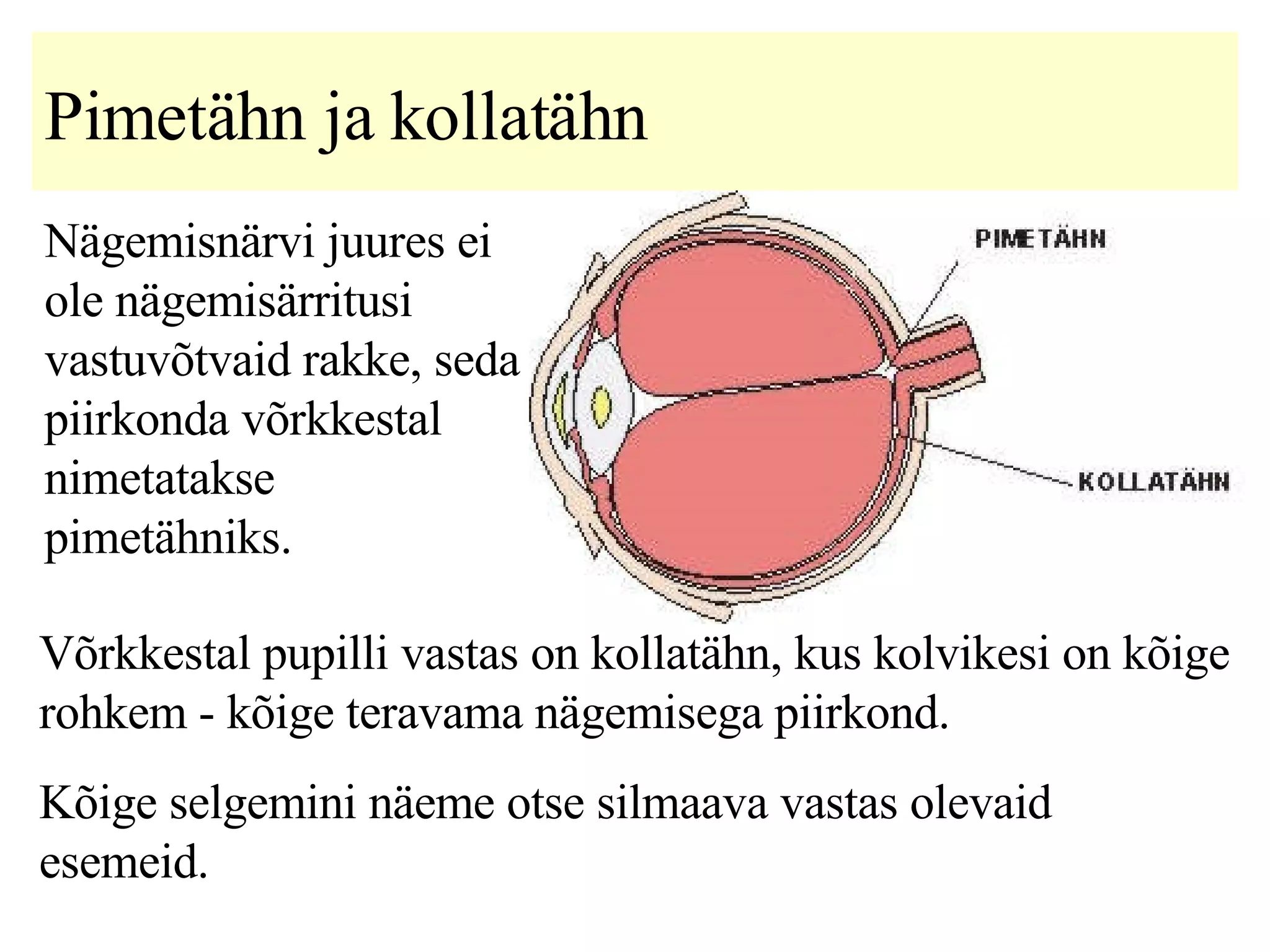 Pimetähn ja kollatähn Nägemisnärvi  juures ei ole  nägemisärritusi vastuvõtvaid rakke,  s eda piirkonda võrkkestal nimetatakse pimetähniks.   Võrkkestal pupilli vastas on kollatähn, kus kolvikesi on kõige rohkem  -  kõige teravama nägemisega piirkond.  K õige selgemini näeme otse silmaava vastas olevaid esemeid.   