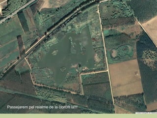 Passejarem pel reialme de la clorofil·la!!! 