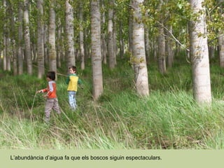 L’abundància d’aigua fa que els boscos siguin espectaculars. 