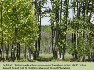 De fet són plantacions d’espècies de creixement ràpid que arriben als 30 metres d’alçària en poc més de l’edat dels joves que ens acompanyaran.  