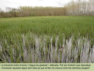 La transició entre el bosc i l’aigua és gradual i  delicada. Pot ser tindrem que descalçar i travessar aquesta aigua tant clara ja que el llac ha crescut amb les darreres pluges!! 