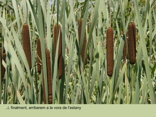 ..i, finalment, arribarem a la vora de l’estany 