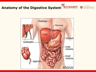 Anatomy of the Digestive System
 