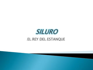 SILURO EL REY DEL ESTANQUE 