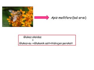 Fenolik bileşenlerSon zamanlarda, özellikle  Manuka ağacından (Leptospermumscoparium) elde edilen Manuka balı, yüksek oranlarda metilglioksal (MGO) denilen antibakteriyel bir bileşen  içerdiği tespit edilmiş.Araştırmacılar balda bilinen antibakteriyel faktörleri seçici olarak etkisiz hale getiren bir yöntem geliştirmişler ve her bir faktörün antibakteriyel etkisini belirlemişler.Revamil Güçlü bakterisidal etkiye sahip