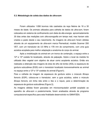 30




5.3. Metodologia de coleta dos dados de ultra-som




      Foram utilizados 1.856 bovinos não castrados da raça Nelore de 18 a 30
meses de idade. Os animais utilizados para colheita de dados de ultra-som, foram
colocados em sistema de confinamento com dieta de alta energia aproximadamente
30 dias antes das medições com ultra-sonografia em tempo real, mas haviam sido
criados a pasto desde o seu nascimento. As imagens de ultra-som foram obtidas
através de um equipamento de ultra-som marca Piemedical, modelo Scanner 200
VET, com um transdutor de 3,5 MHz e 178 mm de comprimento, com uma guia
acústica acoplada para melhor adaptação a anatomia do corpo do animal.
      Após a imobilização do animal em um tronco de contenção, o espaço entre a
12ª e 13ª costela foi localizado, através de palpação. Sobre o local da medida foi
utilizado óleo vegetal com objetivo de atuar como acoplante acústico. Então era
realizada a obtenção das imagens de área de olho de lombo (AOL) e espessura de
gordura subcutânea (EGS) com o transdutor localizado transversalmente ao animal
no espaço entre a 12ª e 13ª costelas do animal (Figura1).
Para a colheita da imagem de espessura de gordura sobre o músculo Bíceps
femoris (EGP), colocou-se o transdutor, sem a guia acústica, sobre o músculo
Bíceps femoris, em linha reta entre o íleo e o ísquio, para a determinação da
espessura de gordura subcutânea (Figura 2).
As imagens obtidas foram gravadas em microcomputador portátil acoplado ao
aparelho de ultra-som e posteriormente, foram analisados através de programa
computacional específico para esta finalidade desenvolvido no GMA/FZEA.
 