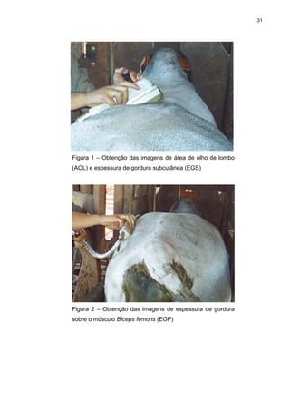31




Figura 1 – Obtenção das imagens de área de olho de lombo
(AOL) e espessura de gordura subcutânea (EGS)




Figura 2 – Obtenção das imagens de espessura de gordura
sobre o músculo Bíceps femoris (EGP)
 