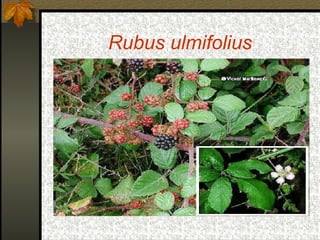 Rubus ulmifolius 