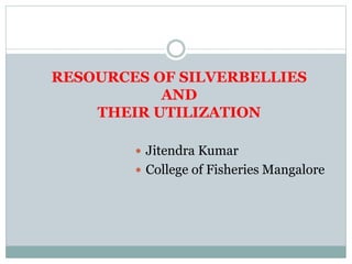 RESOURCES OF SILVERBELLIES
AND
THEIR UTILIZATION
 Jitendra Kumar
 College of Fisheries Mangalore
 