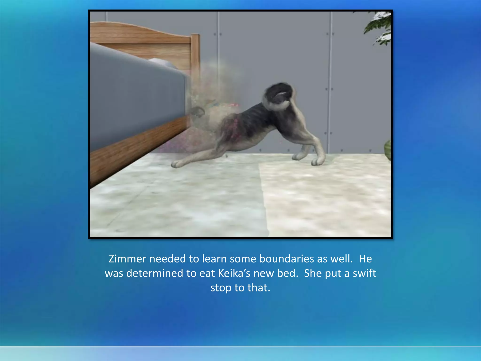 Zimmer needed to learn some boundaries as well. He
was determined to eat Keika’s new bed. She put a swift
stop to that.
 