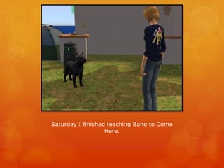 Saturday I finished teaching Bane to Come
Here.
 