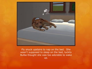 Fly snuck upstairs to nap on the bed. She
wasn’t supposed to sleep on the bed, luckily
Bulba thought she was too adorable to wake
up.
 