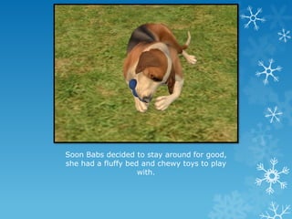 Soon Babs decided to stay around for good,
she had a fluffy bed and chewy toys to play
with.
 