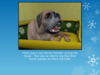 There was a new family member joining the
house. Max was an elderly dog that Bran
found outside Ani-Mei’s Cat Café.
 