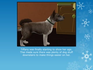 Tiffany was finally starting to show her age.
Thai made sure there was plenty of dog stuff
downstairs to make things easier on her.
 