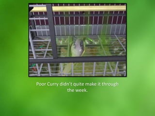 Poor Curry didn’t quite make it through
the week.
 