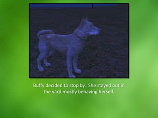 Buffy decided to stop by. She stayed out in
the yard mostly behaving herself.
 