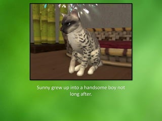 Sunny grew up into a handsome boy not
long after.
 