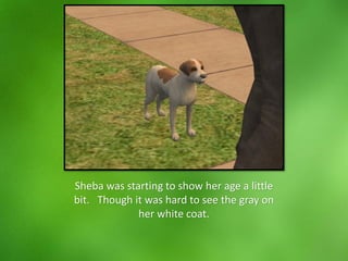 Sheba was starting to show her age a little
bit. Though it was hard to see the gray on
her white coat.
 