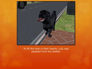 To fill the hole in their hearts, Lulu was
adopted from the shelter.
 