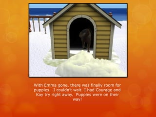 With Emma gone, there was finally room for
puppies. I couldn’t wait. I had Courage and
Kay try right away. Puppies were on their
way!
 