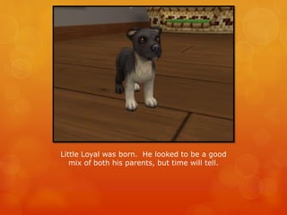 Little Loyal was born. He looked to be a good
mix of both his parents, but time will tell.
 