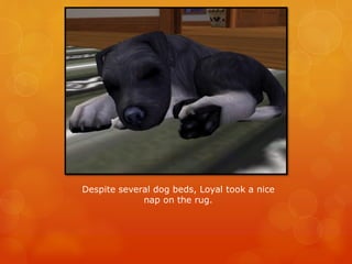 Despite several dog beds, Loyal took a nice
nap on the rug.
 