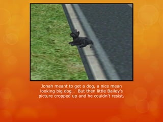 Jonah meant to get a dog, a nice mean
looking big dog… But then little Bailey’s
picture cropped up and he couldn’t resist.
 