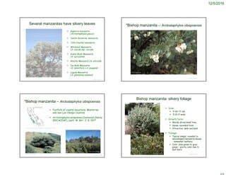 12/5/2016
Several manzanitas have silvery leaves
 Bigberry manzanita
(Arctostaphylos glauca)
 ‘Lester Rountree’ manzanita
 ‘John Dourley’ manzanita
 Whiteleaf Manzanita
(A. viscida ssp. viscida)
 Diablo Blush Manzanita
(A. auriculata)
 Ghostly Manzanita (A. silvicola)
 Ian Bush Manzanita
(A. densiflora x A. pungens)
 Laguna Manzanita
(A. glandulosa adamsii).
© Project SOUND
© Project SOUND
*Bishop manzanita – Arctostaphylos obispoensis
©1993 David Graber
© Project SOUND
*Bishop manzanita – Arctostaphylos obispoensis
©1993 David Graber
©2011 Chris Winchell
http://ucjeps.berkeley.edu/eflora/eflora_display.php?tid=13958
 Foothills of coastal mountains, Monterrey
and San Luis Obispo Counties
 Arctostaphylos obispoensis Eastwood [family
ERICACEAE], Leafl. W. Bot., 2: 8. 1937
© Project SOUND
Bishop manzanita: silvery foliage
 Size:
 5-10+ ft tall
 5-10 ft wide
 Growth form:
 Woody shrub/small tree
 Dense, mounded form
 Attractive, dark red bark
 Foliage:
 Typical simple, rounded to
lanceshaped manzanita leaves
– somewhat leathery
 Color: blue-green to gray-
green – pretty color due to
leaf hairs
http://www.worldbotanical.com/arctostaphylos.htm
©2006 Steve Matson
 