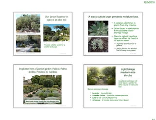 12/5/2016
Use ‘Lester Rountree’ in
place of an olive tree
© Project SOUNDhttps://www.pinterest.com/explore/mediterranean-garden/
The size is better suited for a
smaller landscape
© Project SOUND
A waxy cuticle layer prevents moisture loss.
 A common adaptation in
plants from dry climates
 Often found in combination
with succulent (water-
storing) foliage
 Clues to a plant's surface
type can often be found in
its species name:
 argentea denotes silver in
general
 glauca defines the moodier
cast of waxy blue-greens.
Inspiration from a Spanish garden: Palacio, Palma
del Río, Provincia de Córdoba
© Project SOUND
http://www.mediterraneangardensociety.org/carmona-22.html#1
Manicured shrubs chosen for their foliage color
Light foliage
medium-size
shrubs
 Lavender – Lavandula spp
 Lavender Cotton – Santolina chamaecyparissus
 Lamb's ear (Stachys byzantina)
 Artemisia – Artemisia ludoviciana ‘Silver Queen’
© Project SOUND
Some common choices
Usually dense foliage with
small leaves – perfect for
either natural or manicured
look
 